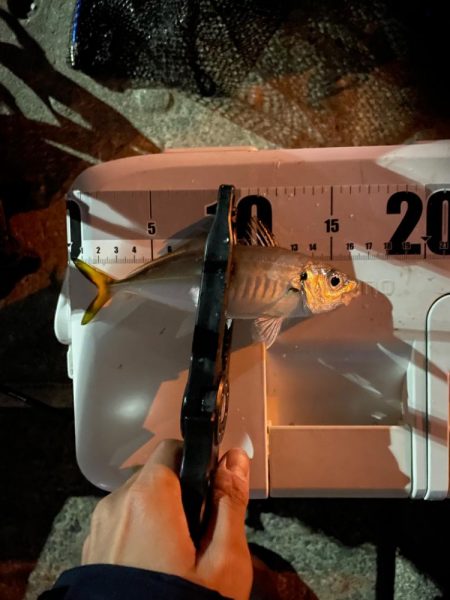 今日はアジつれた