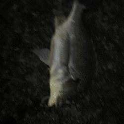 タックル海に落として沈んでいく