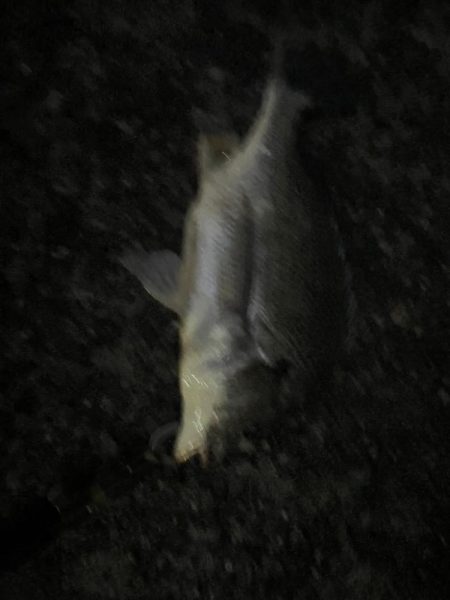 タックル海に落として沈んでいく