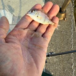 和歌山県毛見にキス釣り