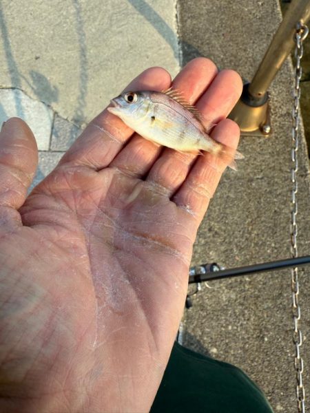 和歌山県毛見にキス釣り