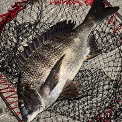 ヘチってきました