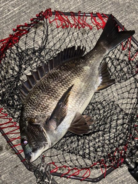 ヘチってきました