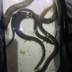 初めてのうなぎ