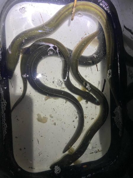 初めてのうなぎ