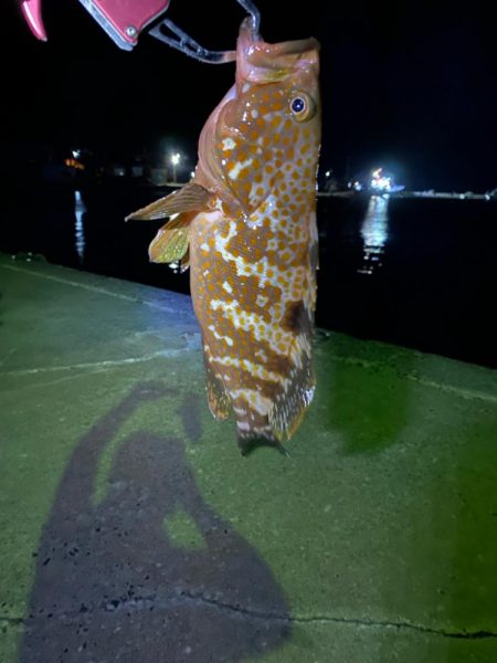 遠征ライトゲーム