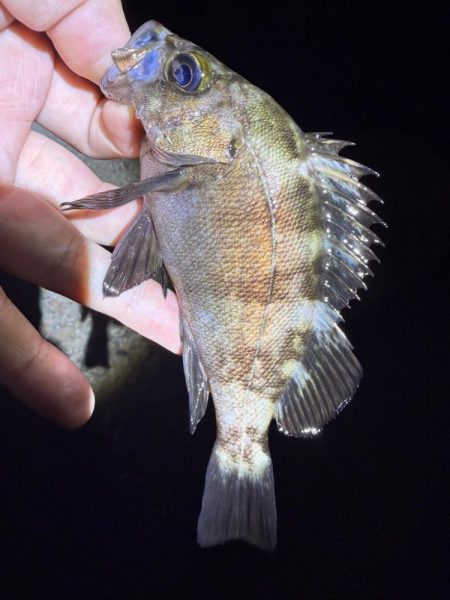 久しぶりの爆釣メバリング