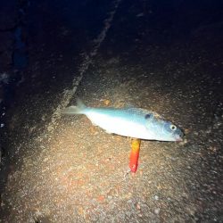 コノシロの群れで大遊び