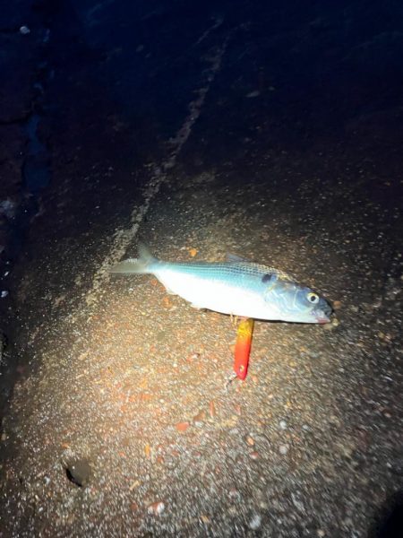 コノシロの群れで大遊び