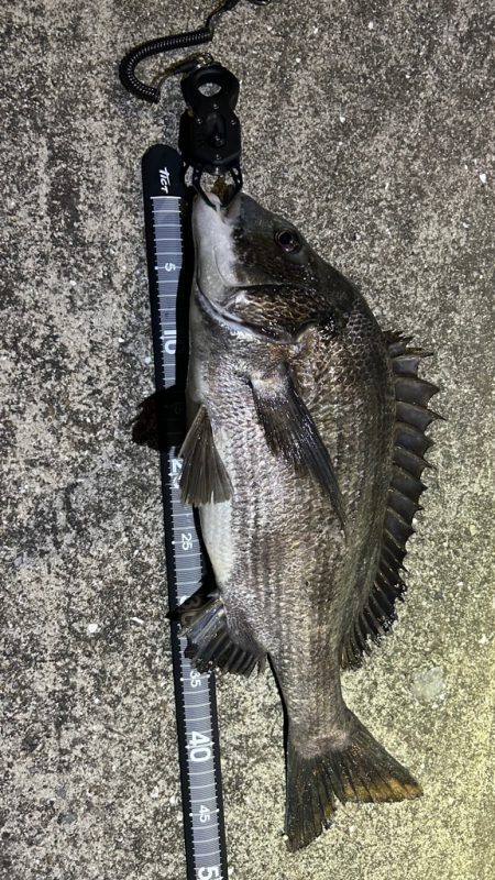 爆風ヘチ釣り