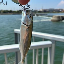 自己記録更新の75センチ