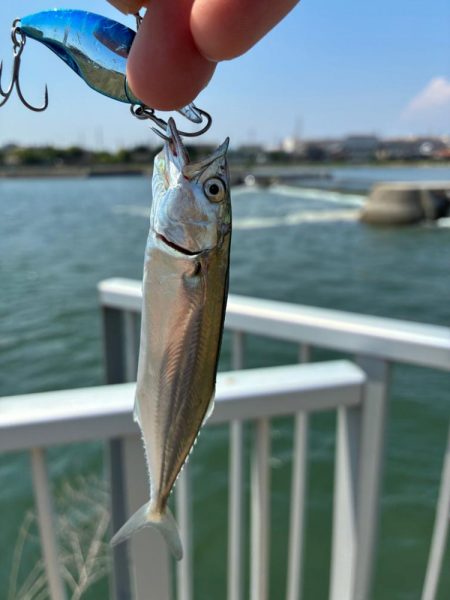 自己記録更新の75センチ