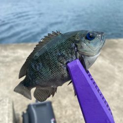 ライトエサ釣り　五目チャレンジ