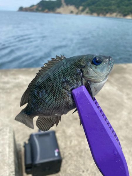 ライトエサ釣り　五目チャレンジ