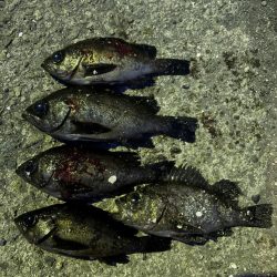 なんとか釣りました