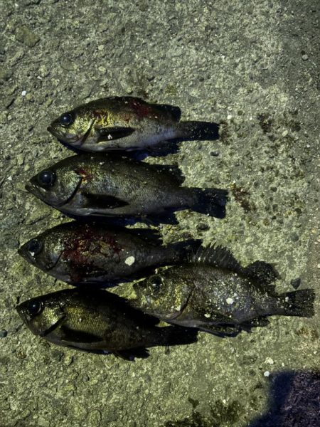 なんとか釣りました