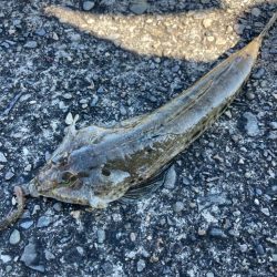 ちょい投げ釣りでキス調査