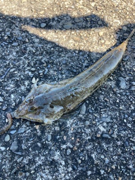 ちょい投げ釣りでキス調査