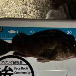 キーパーアコウを捕獲成功