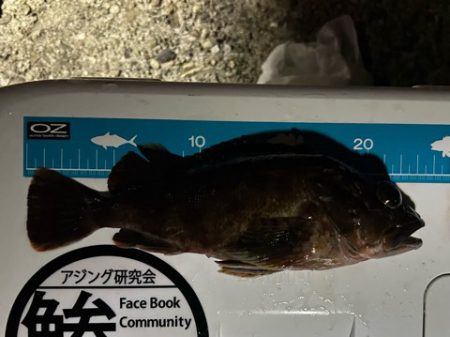 キーパーアコウを捕獲成功