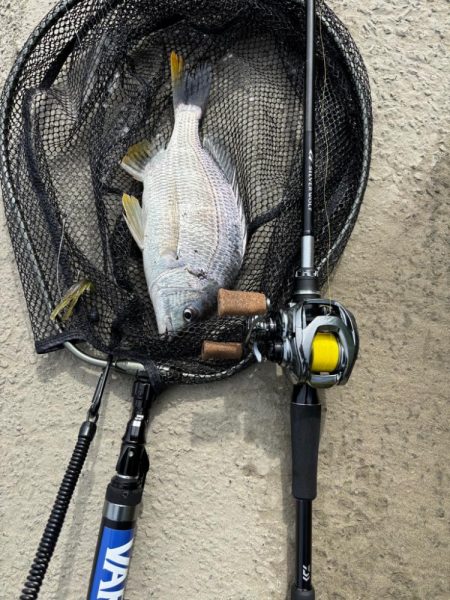 中々の入れ食いただし場所による