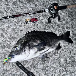 おチヌさんイージー？vol.2