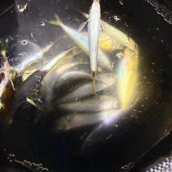 姫路豆鯵釣果一番乗り！！とサワラ⁈