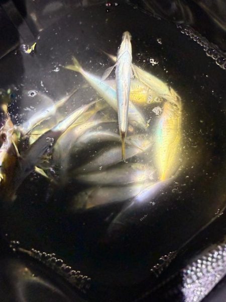 姫路豆鯵釣果一番乗り！！とサワラ⁈