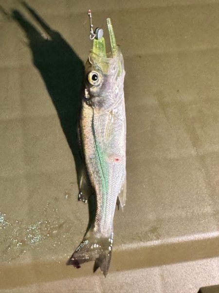 ヒイカ来ました！！