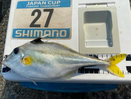 シロギスタのヒイラギスレイヤー