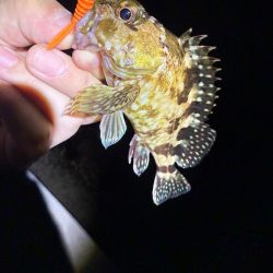 久しぶりのメバリング