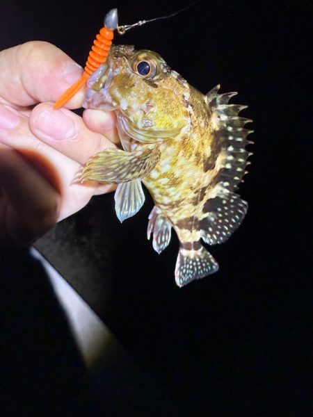 久しぶりのメバリング