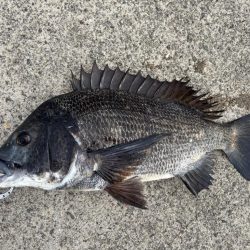 エビ撒きでガシラ、セイゴ釣れました