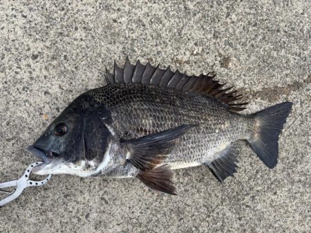 エビ撒きでガシラ、セイゴ釣れました