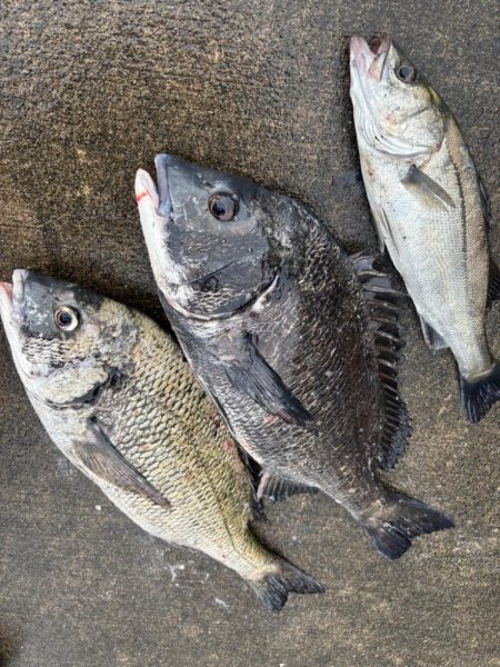 雨上がりのエビ撒き