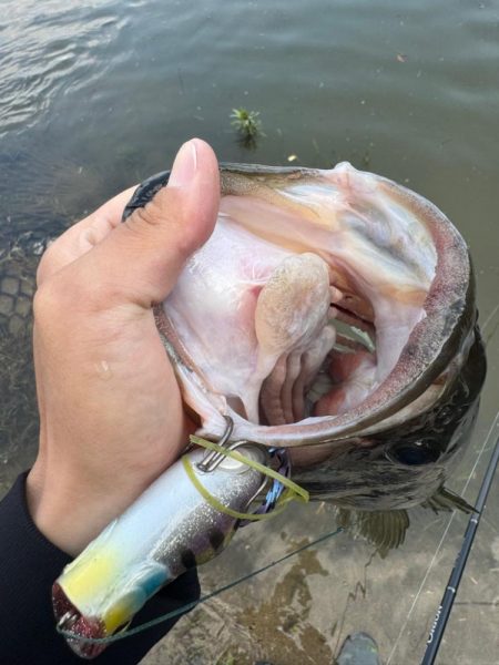 淀川モンスター！