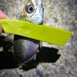 リベンジメバル