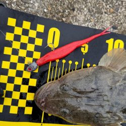 フラットフィッシュ