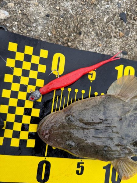 フラットフィッシュ