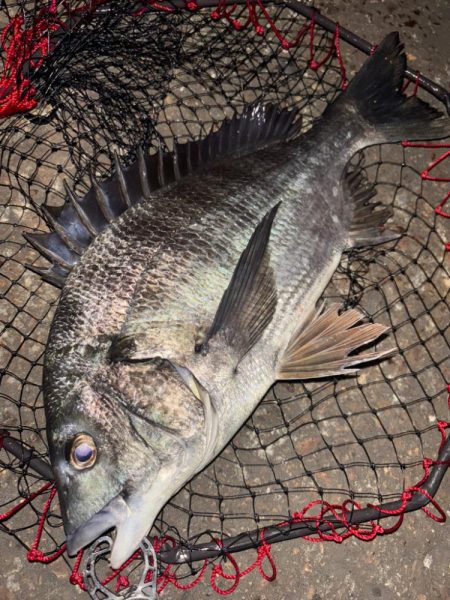 ヘチってきました