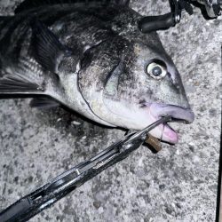 あれ？おチヌさんイージー？vol.1