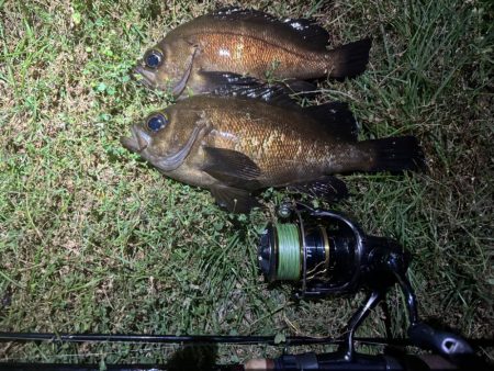 アジなめろうの手巻き寿司