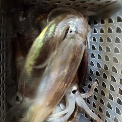 和歌山イカメタル