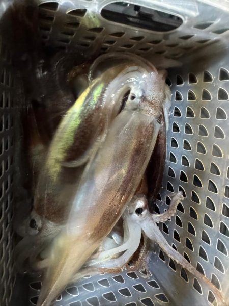 和歌山イカメタル