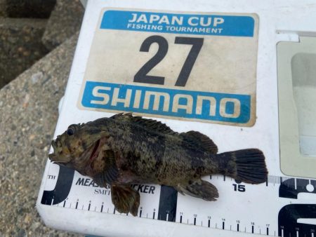 年間1匹:シロギスタのコール&レスポンス