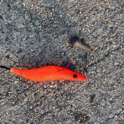 ショアタコ　10