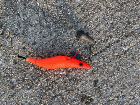 ショアタコ　10