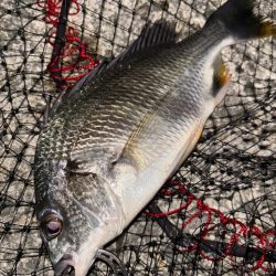 ヘチってきました