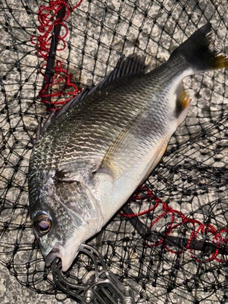 ヘチってきました