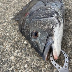 チヌやカンダイ釣れました